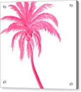 Pink Coconut Palm Tree Acrylic Print