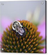 Pink Coneflower With Visiting Bee Acrylic Print