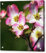 Pink Dogwood Blossoms Acrylic Print