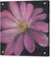 Pink Flower Acrylic Print