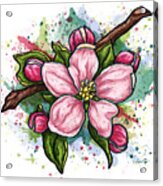 Pink Flower On White Background, Cherry Blossom Acrylic Print