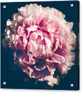 Pink Flower Portrait Acrylic Print