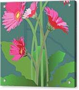 Pink Gerbera Daisies Acrylic Print