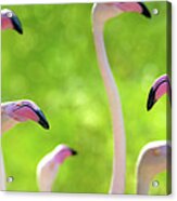Pink Greater Flamingoes Social Media Banner Acrylic Print