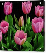 Pink Impressions - Springtime Tulips Acrylic Print