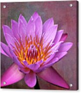 Pink Lady Water Lily Acrylic Print