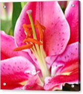 Pink Lily 3 Acrylic Print