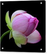 Pink Lotus Bud Acrylic Print