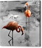 Pink Orange Flamingo Photo 211 Acrylic Print