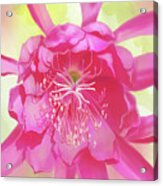 Pink Orchid Cactus Acrylic Print