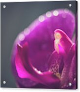 Pink Orchid Phalaenopsis Macro Acrylic Print