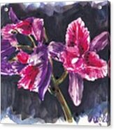 Pink Orchids Acrylic Print