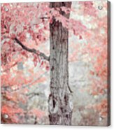 Pink, Peach And Coral Maple Tree Acrylic Print