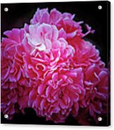 Pink Perfection Floral Acrylic Print