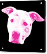 Pink Pitbull Head Acrylic Print