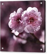 Pink Prunus Blossom Acrylic Print