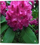 Pink Rhododendron Dopey Acrylic Print