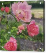 Pink Rose And Spider Acrylic Print