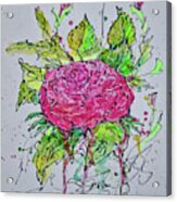 Pink Rose Watercolor Acrylic Print