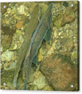 Pink Salmon Pair In Sitka Acrylic Print