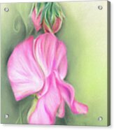 Pink Sweet Pea Flower And Buds Acrylic Print