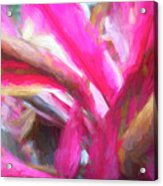 Pink Tri Color Ginger Plant Abstract X100 Acrylic Print