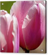 Pink Tulips, Flowers Acrylic Print