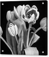 Pink Tulips Pink Impression X103 Acrylic Print