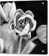 Pink Tulips Pink Impression X106 Acrylic Print