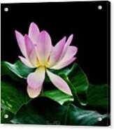 The Pink Water Lily Acrylic Print