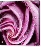 Pink Wet Rose Acrylic Print