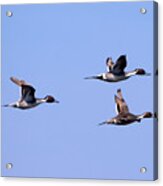 Pintails In Flight Acrylic Print