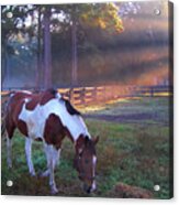 Pinto In A Paddock At Daybreak Acrylic Print