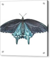 Pipevine Swallowtail Butterfly Acrylic Print