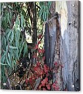 Poison Oak In Fall Coloirs Acrylic Print
