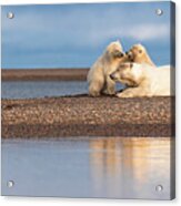 Polar Bear Siblings With Mom Acrylic Print