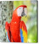 Poly The Parrot Acrylic Print