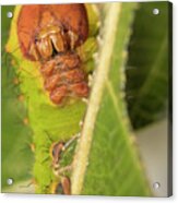 Polyphemus Moth Caterpillar Acrylic Print