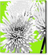 Popart Anastacia Chrysanthemum-white-lime Acrylic Print
