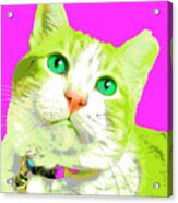 Popart Tabby Cat Acrylic Print