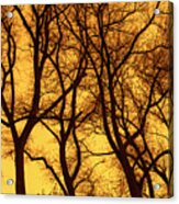 Poplar Trees At Sunset Acrylic Print