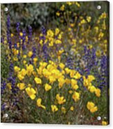 Poppies And Lupine In The Arizona Desert 5 Acrylic Print