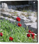 Poppies And Ruins Acrylic Print