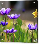 Poppy Anemone Flowers In A Spring Garden Acrylic Print