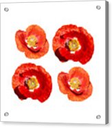 Poppy Design 2021-1 Acrylic Print