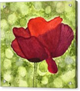 Poppy Acrylic Print