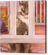 Porch Cat Acrylic Print