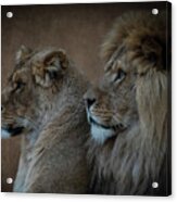 Portrait Lion And Lioness In Brown Acrylic Print