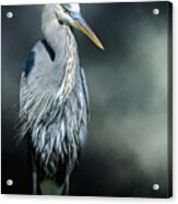 Portrait Of A Great Blue Heron Acrylic Print