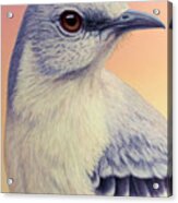 Portrait Of A Mockingbird Acrylic Print